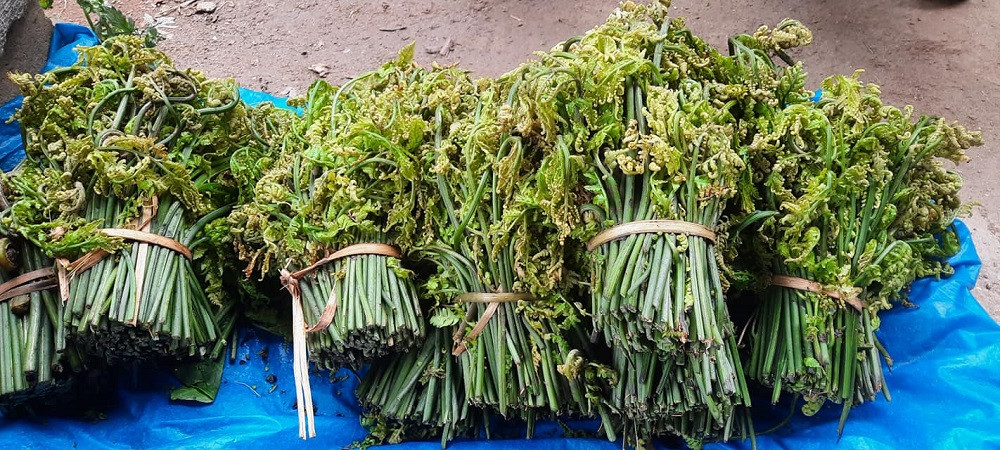 Sajilo Khoj