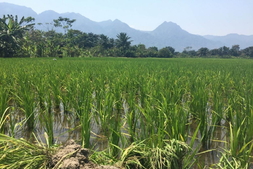 धान बालीमा रोगको सङ्क्रमण फैलिएपछि किसान चिन्तित
