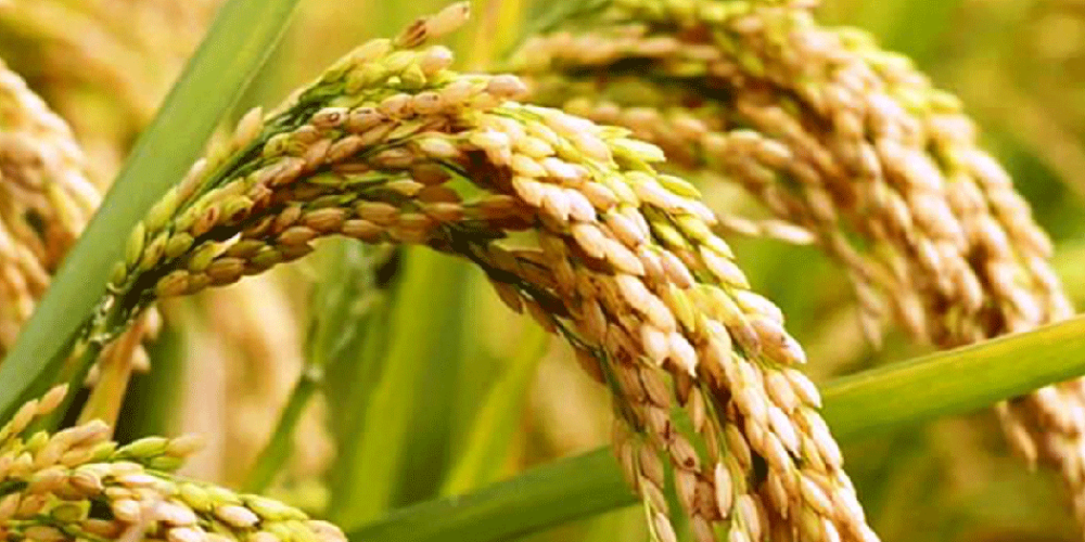 झापामा समर्थन मूल्यभन्दा बढीमा धान बिक्री