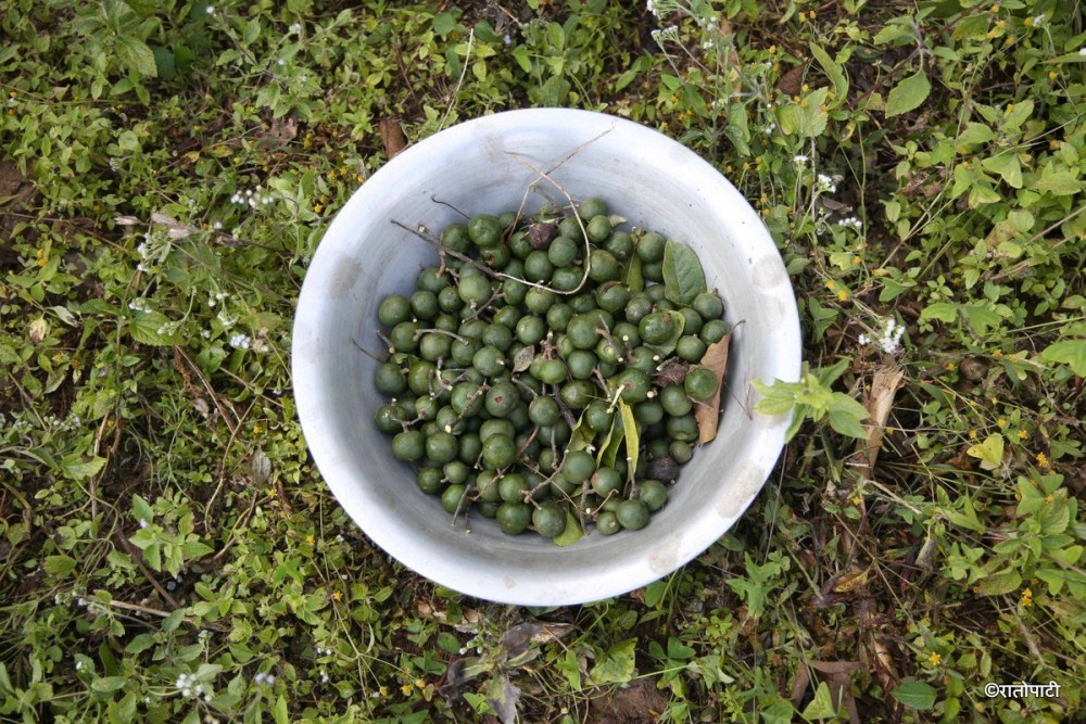 Sajilo Khoj